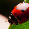 Seven-spotted Ladybug