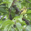 American GoldFinch