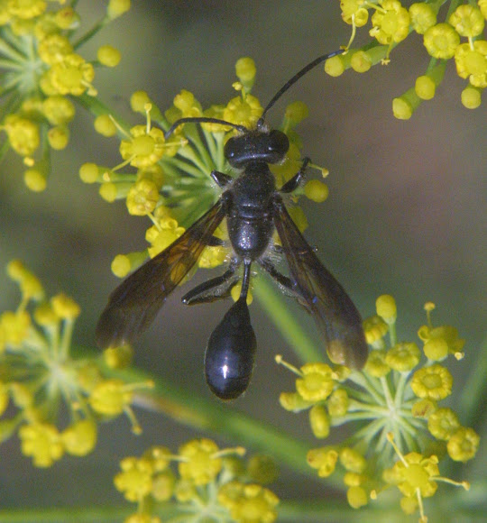 Grasscarrying Wasp Project Noah
