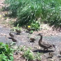 Ducks