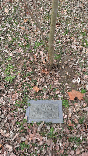 JC White Memorial Tree