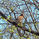 Red-shouldered Hawk