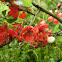 Chaenomeles, Pigwowiec