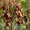 American Bladdernut