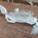 New Zealand Common Gecko