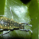 weevil