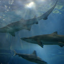 Sand Tiger Shark