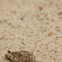 Pygmy Grasshopper