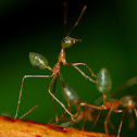 Green Tree Ant