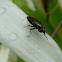 Robber Fly
