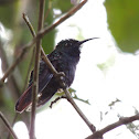 colibri