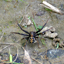 ground crab spider