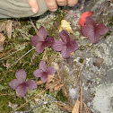 Bunchberry