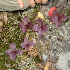 Bunchberry