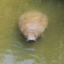 West Indian Manatee
