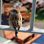 House Sparrow, Eurasian tree sparrow