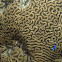 Brain Coral