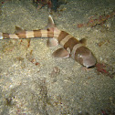 Bamboo shark