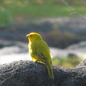 Saffron Finch