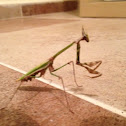 Conehead Mantis
