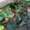 Bagworm