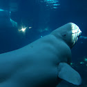 Beluga whale/ sea canary
