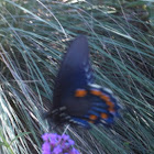 Pipevine Swallowtail