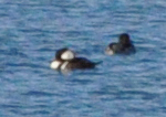 Spotting Image 1
