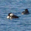 Hooded Merganser