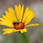 Common Gaillardia with fly