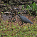 Crane