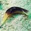 Lovely Headshield Slug