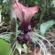 Bat flower