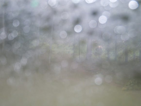 Spotting Image 1