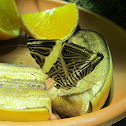 Mosaic