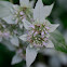 Southern Mountainmint