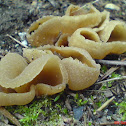Blistered Cup