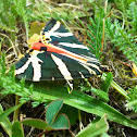 Jersey Tiger - Russische Bär