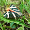 Jersey Tiger - Russische Bär