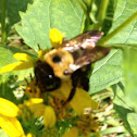 Carpenter Bee