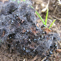ants