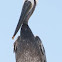 California Brown Pelican