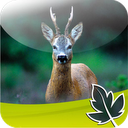 Roebuck Hunt mobile app icon
