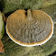 fungus