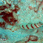 Steinitz' Shrimpgoby