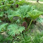 Gunnera