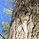 Honey locust