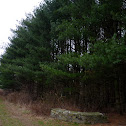 Eastern White Pine