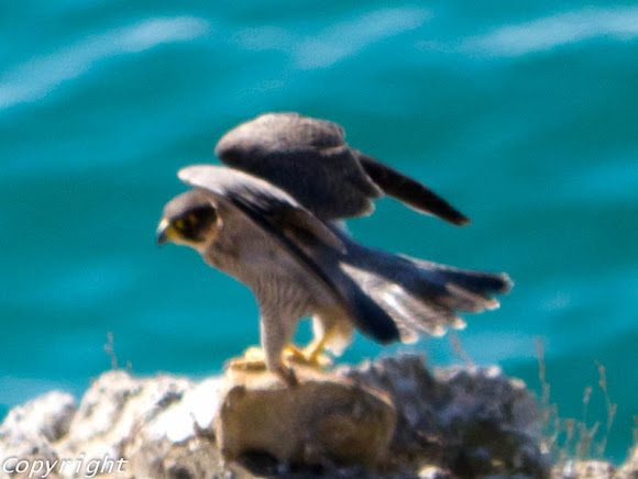 Spotting Image 1