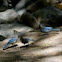 Blue Jay
